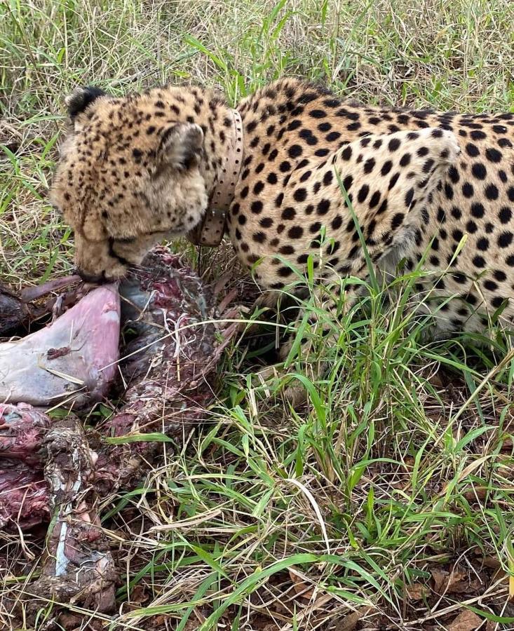 Overnight Stop Before Kruger National Park 帕拉博鲁瓦 外观 照片